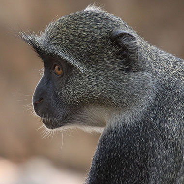 Weißkehlmeerkatze (Cercopithecus albogularis) - primata.de