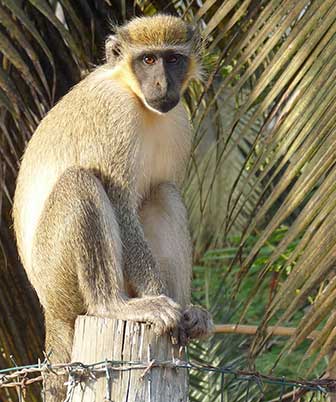 Westliche Grünmeerkatze (Chlorocebus sabaeus)