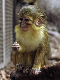 Südliche Zwergmeerkatze (Miopithecus talapoin) - primata.de