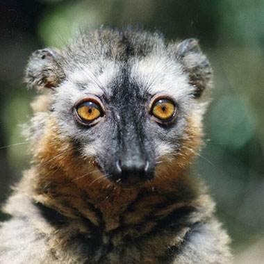 Brauner Maki (Eulemur fulvus) - primata.de
