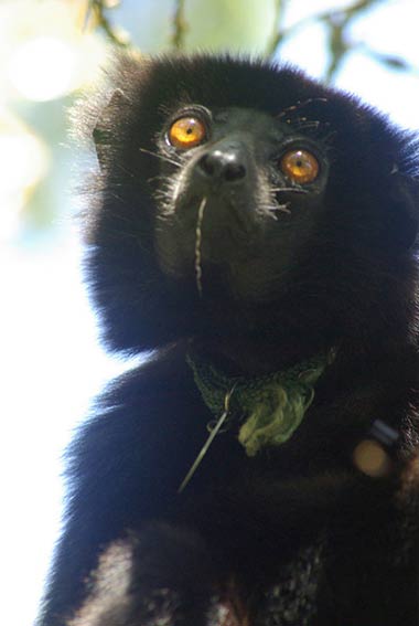 Edwards Sifaka (Propithecus edwardsii)