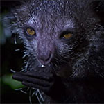 Fingertier, Madagaskar