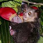 Fingertier, Daubentonia madagascariensis, Tom Junek / Wikimedia Commons