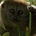 Grauer Halbmaki, Madagaskar