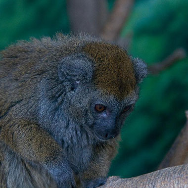 Grauer Halbmaki (Hapalemur griseus) - primata.de