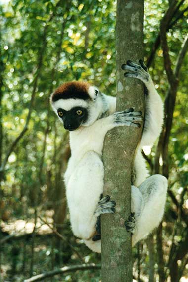 Nördlicher Wieselmaki (Lepilemur septentrionalis)