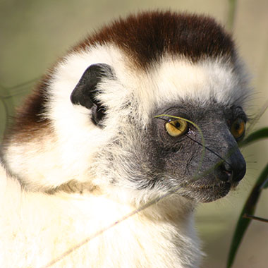 Larvensifaka (Propithecus verreauxi) - primata.de