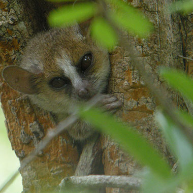 Grauer Mausmaki (Microcebus murinus) - primata.de
