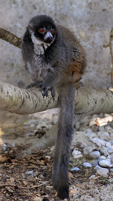 Mongozmaki (Eulemur mongoz) - primata.de