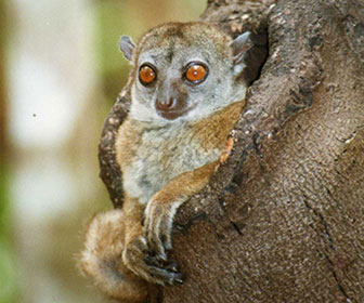 Nördlicher Wieselmaki (Lepilemur septentrionalis)