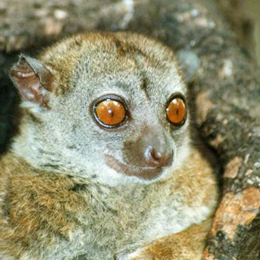 Nördlicher Wieselmaki (Lepilemur septentrionalis) - primata.de