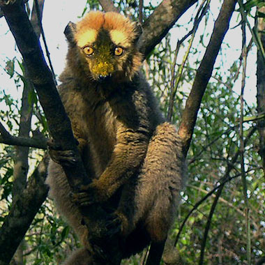 Roter Maki (Eulemur rufus) - primata.de