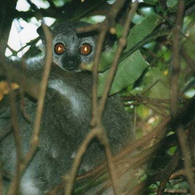 Weißfußwieselmaki (Lepilemur leucopus) - primata.de