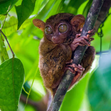 Tarsius unidentified