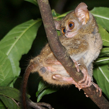 Tarsius tarsier