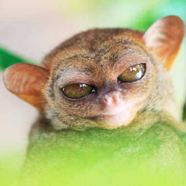 Philippinen-Koboldmaki (Tarsius syrichta) - primata.de