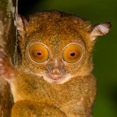 Tarsius bancanus