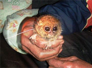 Zwergkoboldmaki (Tarsius pumilus) - primata.de