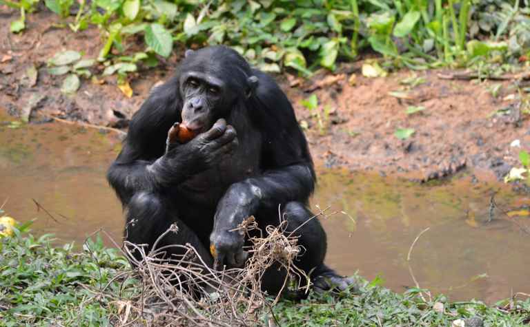 Bonobo (Pan paniscus) - primata.de