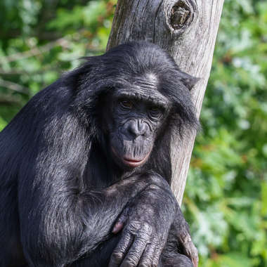 Bonobo (Pan paniscus) - primata.de