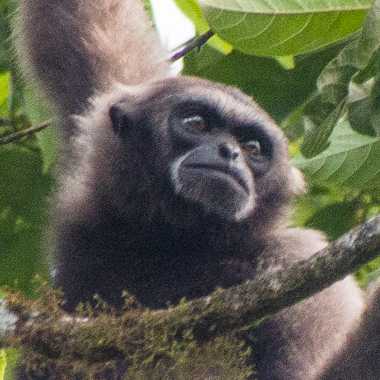 Borneo-Gibbon oder Grauer Gibbon (Hylobates muelleri) - primata.de