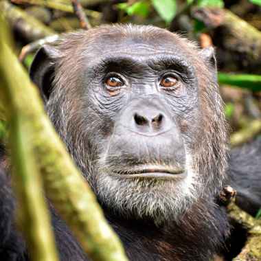 Schimpansen (Pan) - primata.de