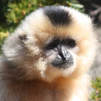 Gelbwangengibbon (Nomascus gabriellae) - primata.de