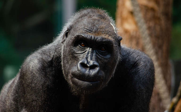Gesicht des Westlichen Gorillas