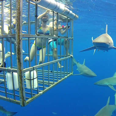 Tauchkäfig mit Haien