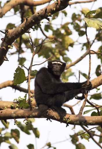 Männlicher, schwarzer Hoolock in Hockstellung