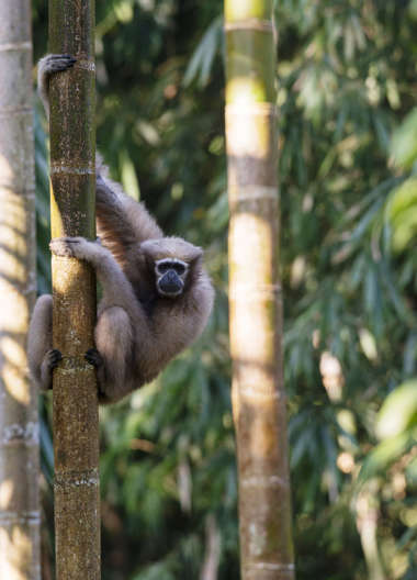 Weiblicher, braunfarbener Hoolock