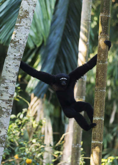 Männlicher, schwarzer Hoolock
