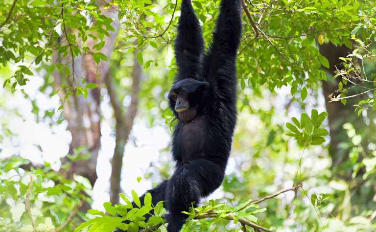Siamang hängt in der grünen Baumkrone