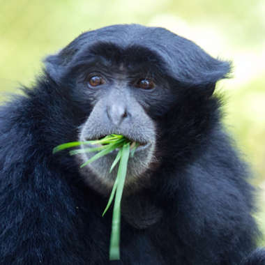 Siamang (Symphalangus syndactylus) - primata.de