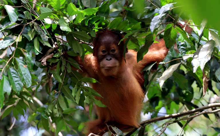 Sumatra-Orang-Utan-Baby