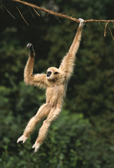 Weißhandgibbon schwingend links