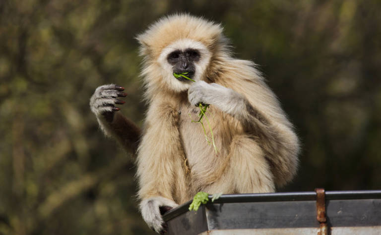 Weißhandgibbon frisst Grünzeug