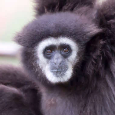 Lar oder Weißhandgibbon (Hylobates lar) - primata.de
