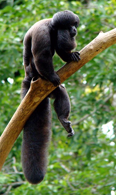 Bartsakis (Chiropotes) - primata.de