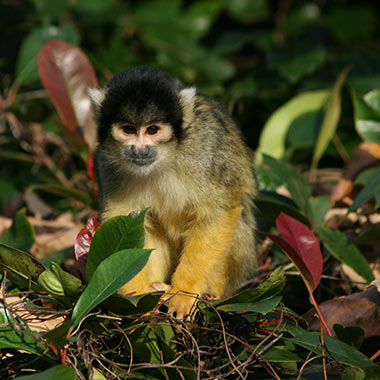 Bolivianischer Totenkopfaffe (Saimiri boliviensis) - primata.de