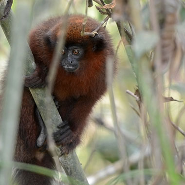 Brauner Springaffe (Callicebus brunneus) - primata.de