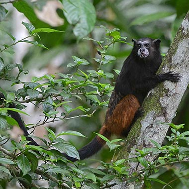 Braunrückentamarin (Saguinus fuscicollis) - primata.de