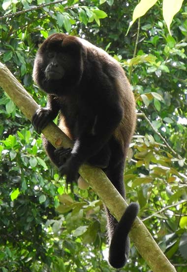 Mantelbrüllaffe (Alouatta palliata)