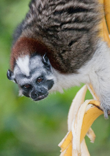 Geoffroyperückenaffe (Saguinus geoffroyi)