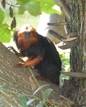 Goldkopflöwenaffe (Leontopithecus chrysomelas) - primata.de