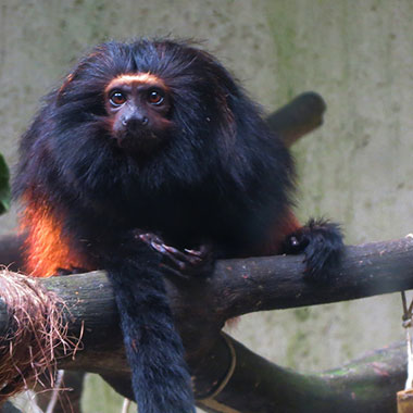 Goldsteißlöwenaffe (Leontopithecus chrysopygus) - primata.de