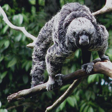 Kahlgesichtiger Saki (Pithecia irrorata) - primata.de