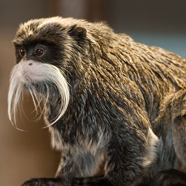 Kaiserschnurrbarttamarin (Saguinus imperator) - primata.de