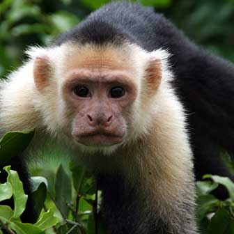 Kapuzineraffen (Cebus) - primata.de