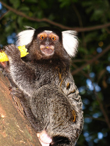 Krallenaffen (Callitrichidae) - primata.de